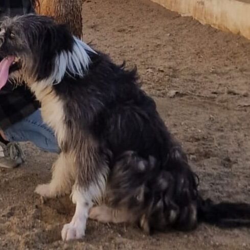 Oskar