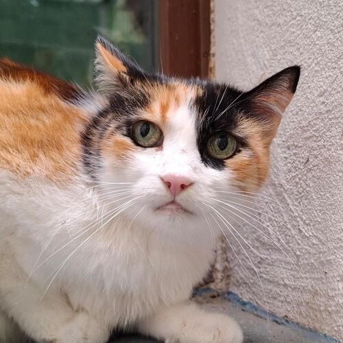 Merida