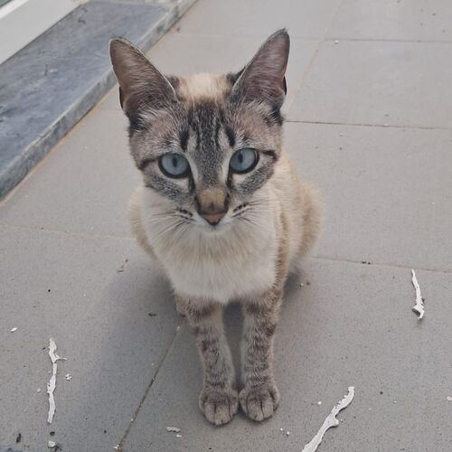 Miss Sofie