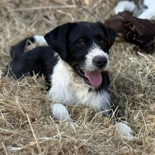 Jack