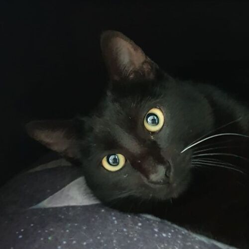 Leo