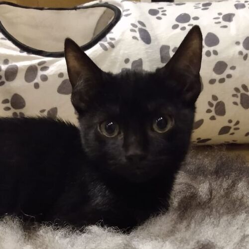 Remus