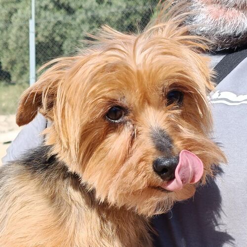 Cuca