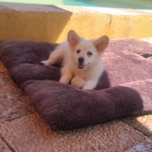 Puchi