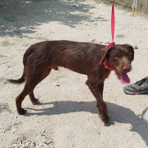 Tinto