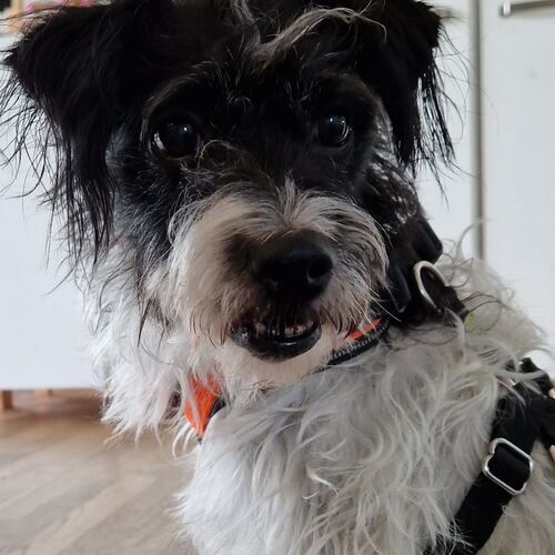 Filou
