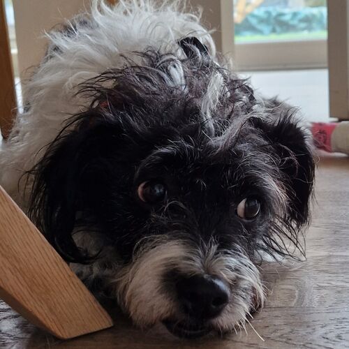 Filou