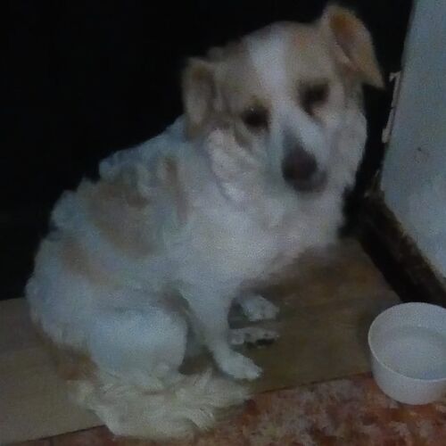 Flor