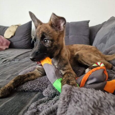 Kleo