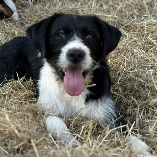 Jack