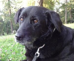 In Gedenken an Polly, September 2015
