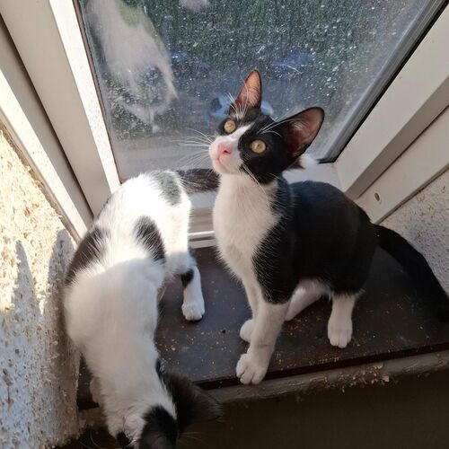 Oreo