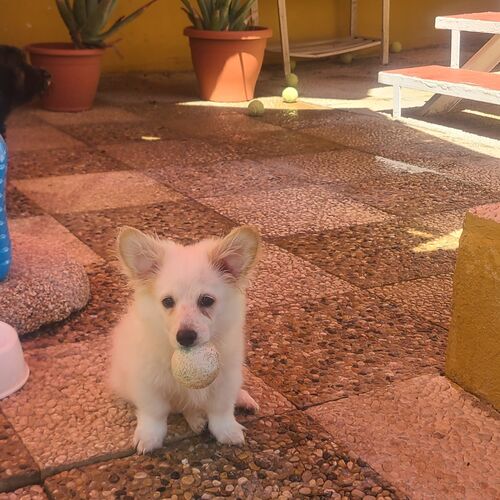 Puchi