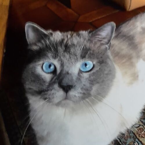 Romeo