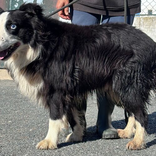 Merlin