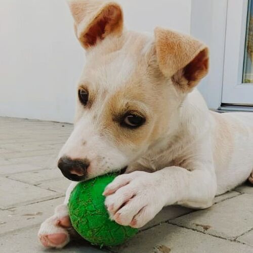 Basti