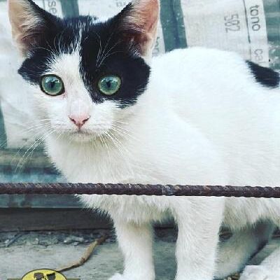 Blanquito