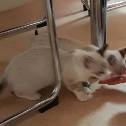Boris und Steffi