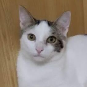Gino