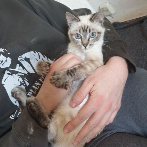 Mia