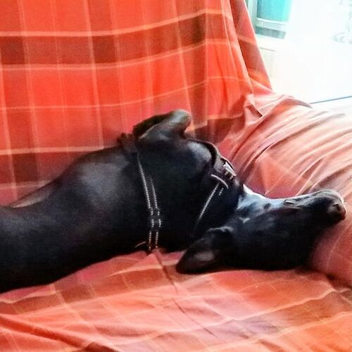 Milu