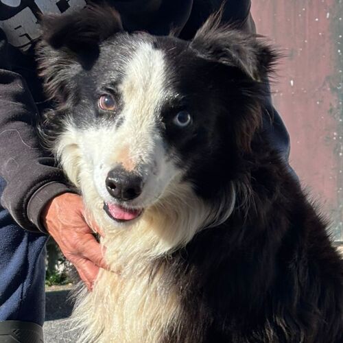 Merlin