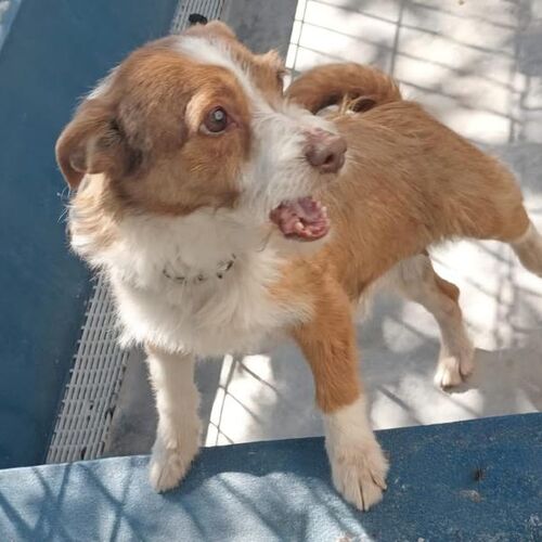 Lotti