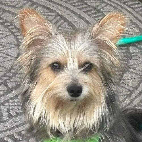 Meeko