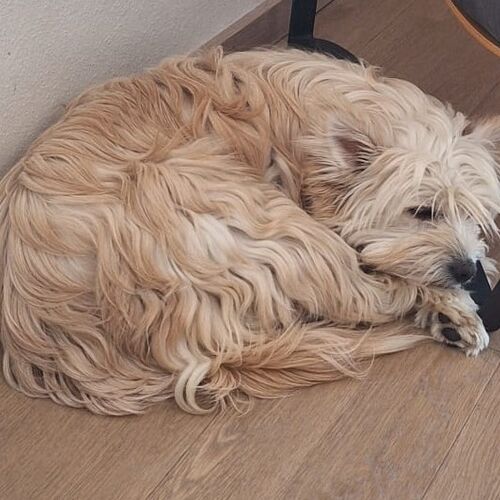 Fibi-Mia
