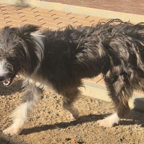 Oskar