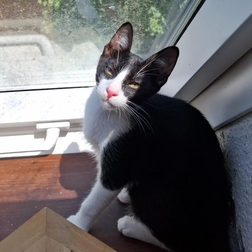 Oreo