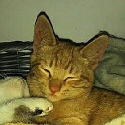 Bob