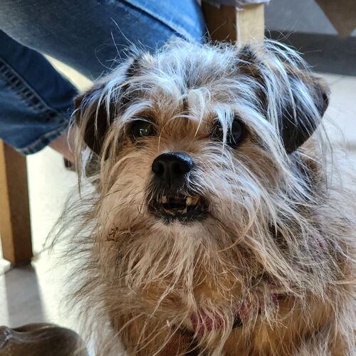 Trudi