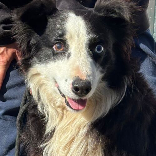 Merlin