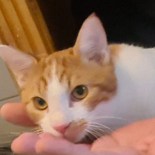 Eddie