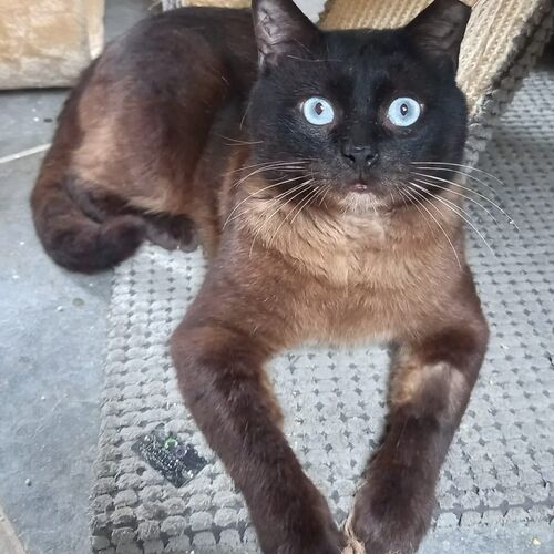 Lince