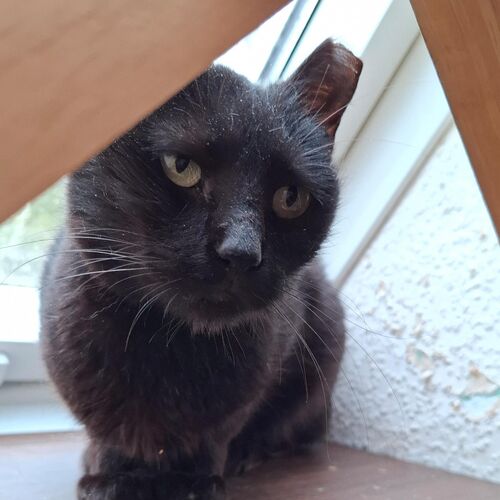 Bonita