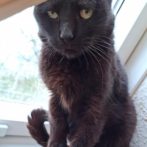 Bonita