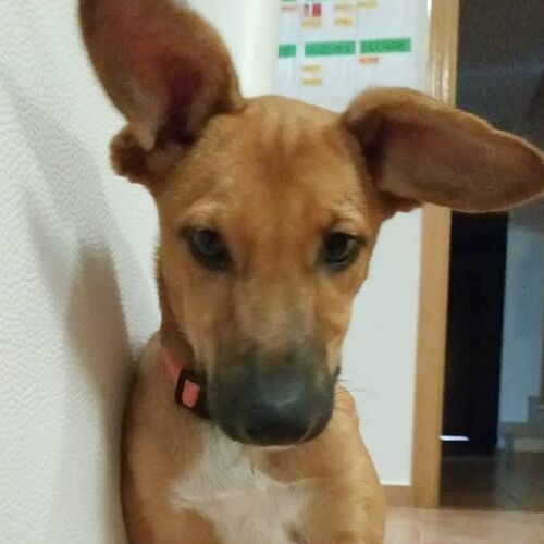 Nala