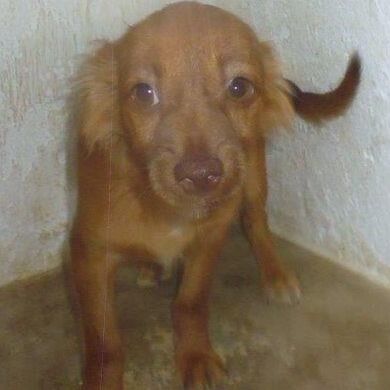 Floh