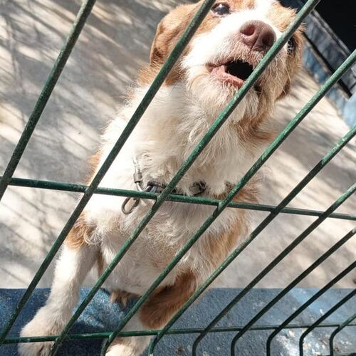 Lotti
