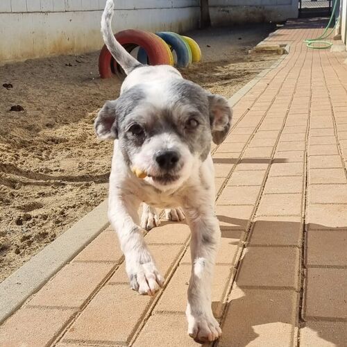Tareco