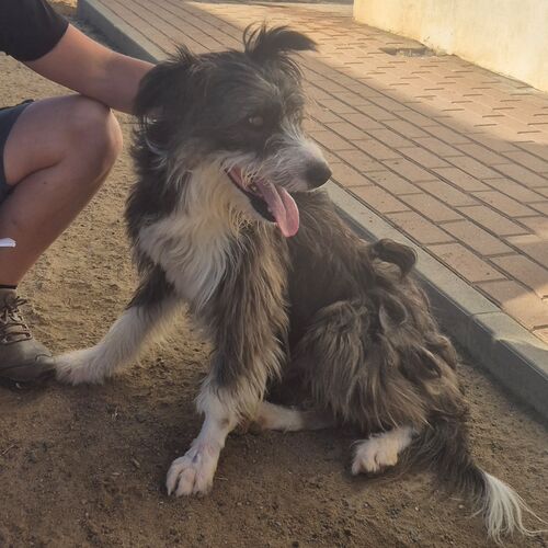 Oskar