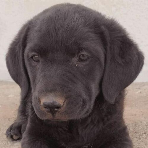 Remo
