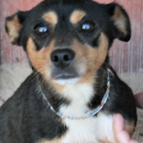 Estefy