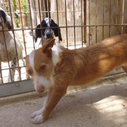 Poldi