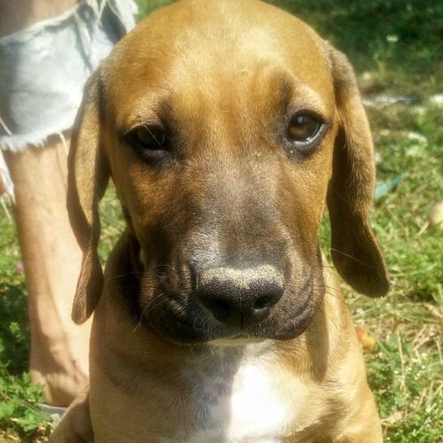 Olli