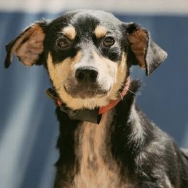 Zorro