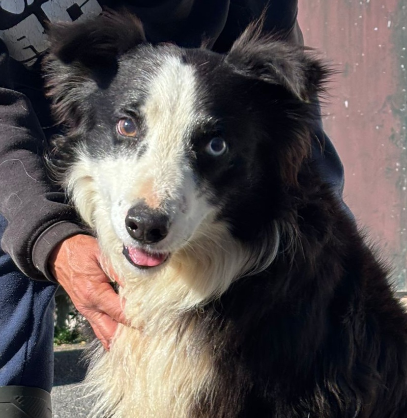 Merlin
