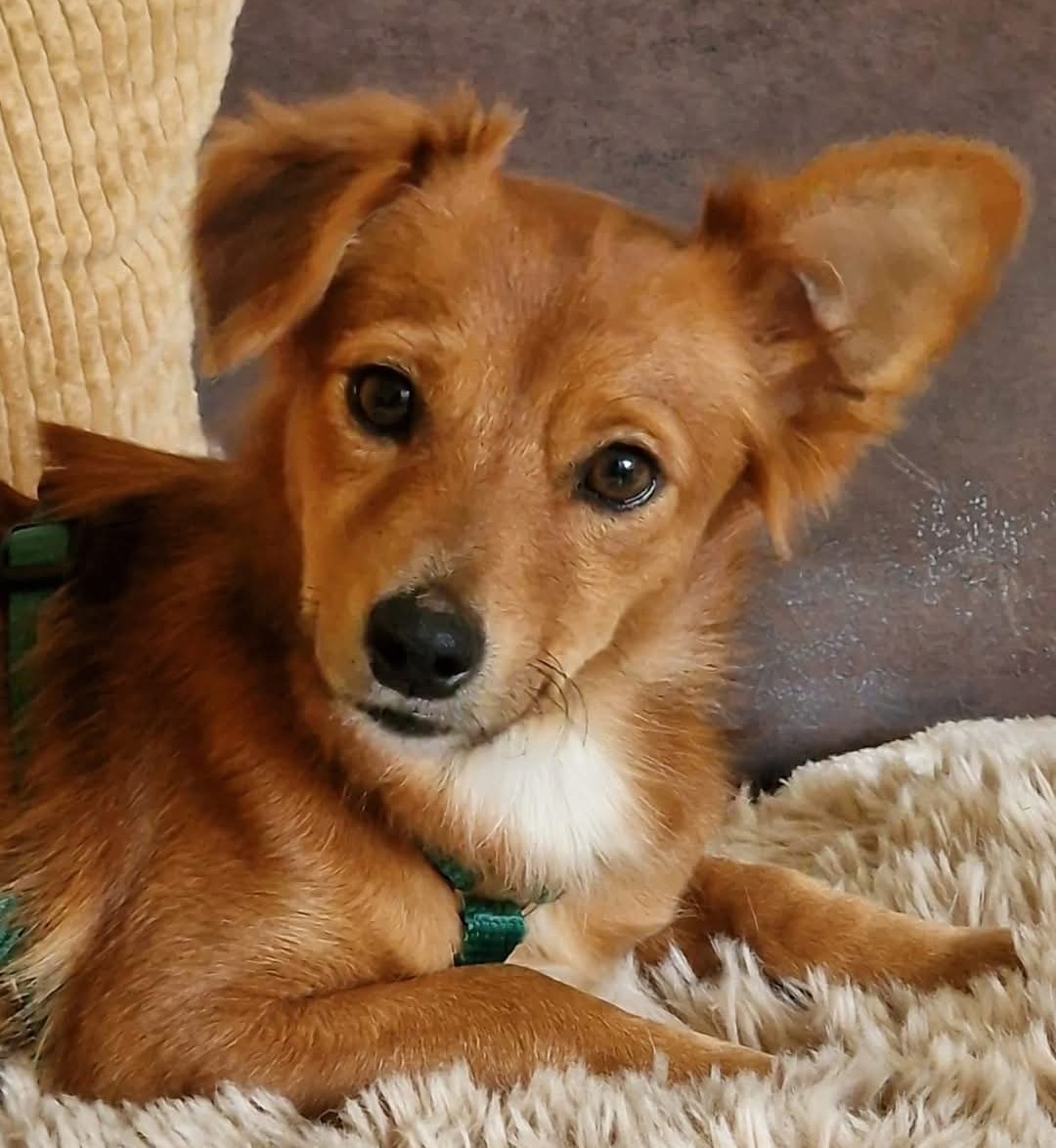 Frieda